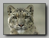 Felidae