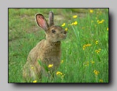 Leporidae