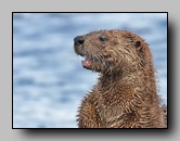 [mustelidae]
