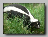 [mustelidae]