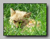 Canidae