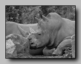 Rhinocerotidae