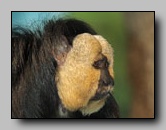 Pitheciidae