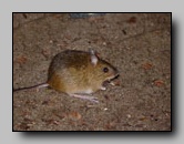 Souris-sauteuse des Bois