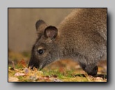 Macropodidae