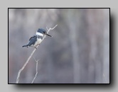 [alcedinidae]