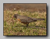 [turdidae]