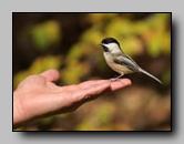 Mésange à tête noire