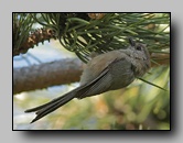 Mésange buissonnière