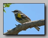 [parulidae]