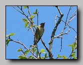 [parulidae]