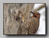 [picidae]