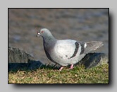 [columbidae]