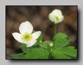 Anemone du Canada