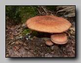 Tricholomataceae