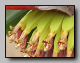 Musaceae