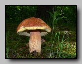 Boletaceae