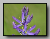 Asparagaceae