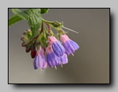 Consoude officinale