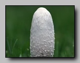 Agaricaceae