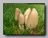 Psathyrellaceae