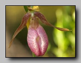 Orchidaceae