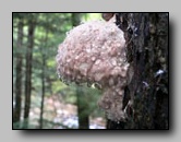 Fomitopsidaceae