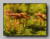 Hymenogastraceae