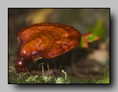 Ganodermataceae