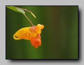 Balsaminaceae