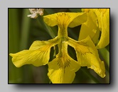 [iridaceae]