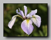 Iridaceae