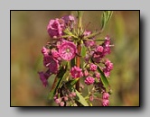 Ericaceae