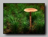 Hydnangiaceae