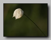 Linaigrette a large gaine