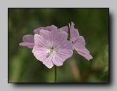 malvaceae