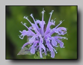 Monarde fistuleuse