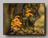 mycenaceae