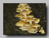 Strophariaceae
