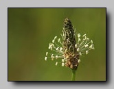 Plantain lanceole