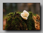 Phyllotopsidaceae