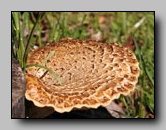 Polyporaceae