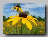 Rudbeckie tardive