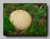 Sclerodermataceae