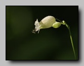 Silene enfle