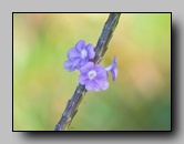 Verveine bleue
