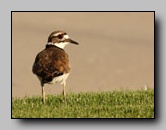 [charadriidae]