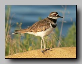 Charadriidae