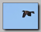 [icteridae]