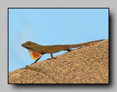 Dactyloidae